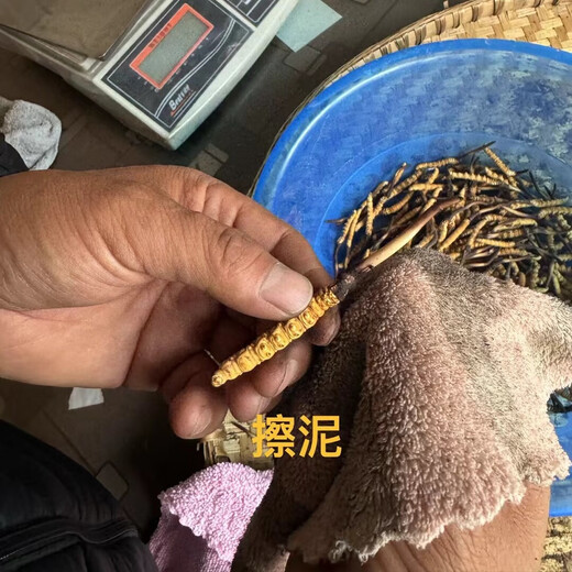 Naqu Zhifa 2025 Tibet Naqu High Altitude Authentic Wild First Fresh Cordyceps sinensis One-to-One Pay Ten Naqu Wild Grass 1.5g/root-10 root