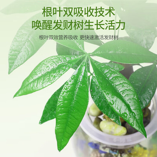 Комплексное удобрение типа денежного дерева для укоренения и формирования сильных саженцев, блестящие листья для горшечных растений, органическое гранулированное питательное удобрение с низким содержанием хлора замедленного действия, 10 упаковок, в индивидуальной упаковке - с пробной упаковкой