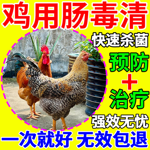 Enterotoxin removal for poultry, necrotizing enteritis, yellow-green loose stools and white diarrhea, chicken, duck and goose feed additives to repair the intestines 3 bags, special for enteropathy 100g/bag
