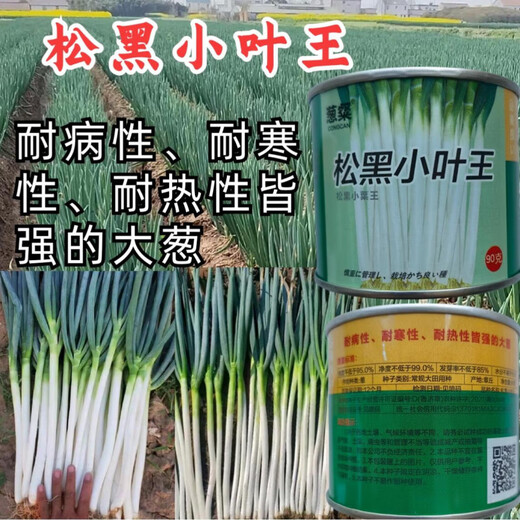 Pine Black Small Leaf King Green Onion Seeds Iron Steel Onion Zhangqiu Large Indus Green Onion Seeds Cold and Heat Resistant 90g Cans Pine Black Small Leaf King 3 cans
