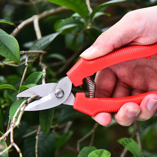Vinoa thickened stainless steel gardening scissors, specially used for picking navel oranges, apples and tomatoes, stainless steel fruit picking pruning shears, thickened version 1 pair