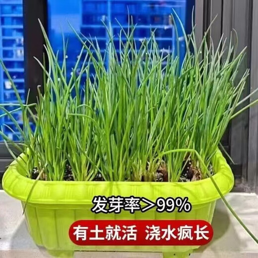 Four-season chive seeds, green onion seeds, balcony indoor potted onion seeds, cold-resistant vegetable seeds, home vegetable seeds, four-season chive seeds, about 200 pieces, brand original color pack