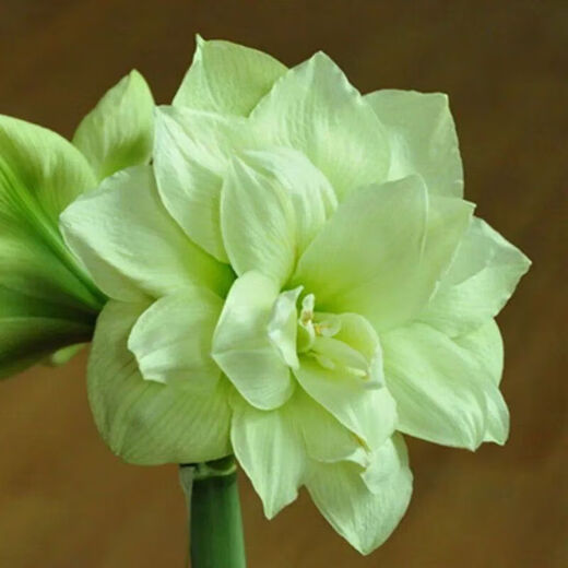 Imported amaryllis seed bulbs, large ball potted flower seedlings, double amaryllis seeds with buds for all seasons, green plants and flowers 1. Flower Elf The circumference of the bulb is 15-18cm