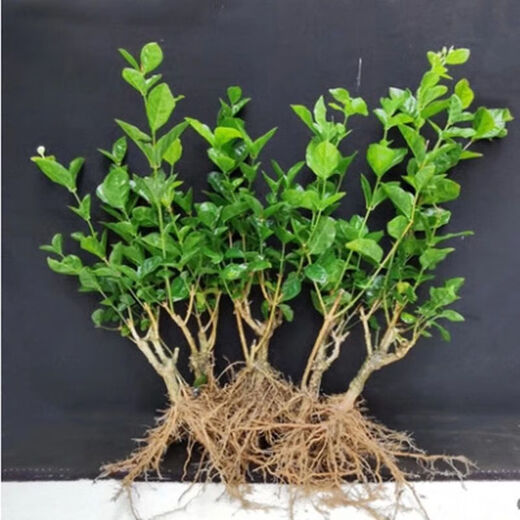 Jasmine seedling potted plant with buds Jiuli Xiang old pile mosquito repellent flower plant indoor strong fragrance blooms in all seasons and easy to grow Large jasmine flowers 4-6 buds are full and pots are not included