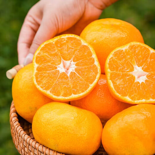 Interesante sabor de la fruta de mandarina Zhejiang Yongquan con un diámetro de 65-80 mm, un peso neto de 4,5 Jin Jin equivalente a 0,5 kg, directamente de la fuente.