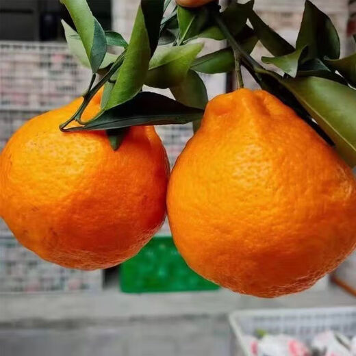 Authentic Sichuan Chunjian tangerine seeds, fruit tree dada tangerines, southern ugly tangerine seeds, planted in the north and south, tangerine seeds, three packs of about 30 pieces