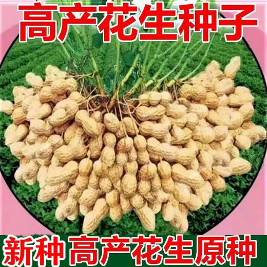 New goods have arrived, original dwarf oil-pressing peanut seeds, spring sown peanut seeds, thin-shell peanuts, dwarf flowers, first-generation peanut original seeds, half Jin Jin equal to 0.5 kg 250g