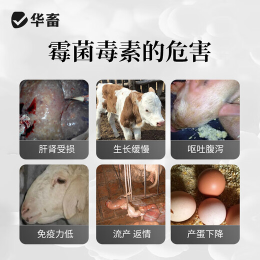 Huaxiu veterinary mold removal agent for sows, pregnant livestock, pigs, cattle, sheep and poultry corn liquid mold removal net feed additive 1 bottle new liquid mold removal 1000ml/bottle