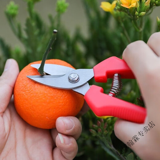 Vinoa thickened stainless steel gardening scissors, specially used for picking navel oranges, apples and tomatoes, stainless steel fruit picking pruning shears, thickened version 1 pair