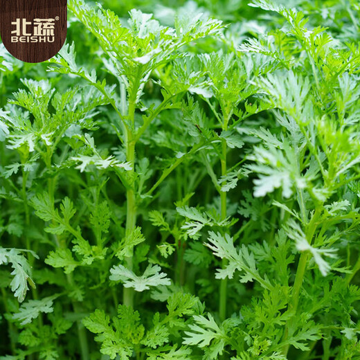 Beishu small-leaf chrysanthemum seeds small-leaf family balcony farmhouse four-season vegetable seeds small-leaf chrysanthemum seeds about 3000 pieces