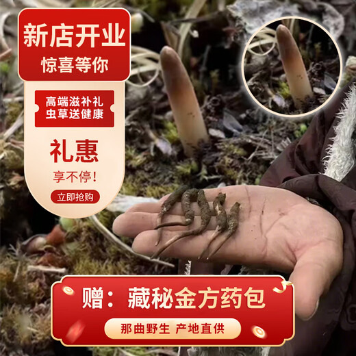 观采归西藏那曲野生冬虫夏草鲜虫草补品送长辈老年人营养礼盒礼品实用 野生头茬鲜草约0.6g/根 20根