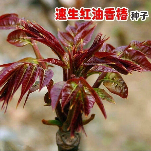 Red oil toon seeds have good taste and strong fragrance wholesale bulk four-season fast-growing toon sapling seeds easy to grow live vegetables 2000 toon seeds + 1 pack of random seeds from the Song Dynasty
