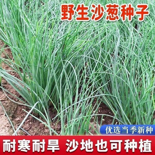 Original cold-resistant and drought-resistant wild onion seeds, wild onion seeds, Inner Mongolia balcony four-season onion seeds, wild onion seeds, new seeds this year, 5 packs of about 5,000 seeds