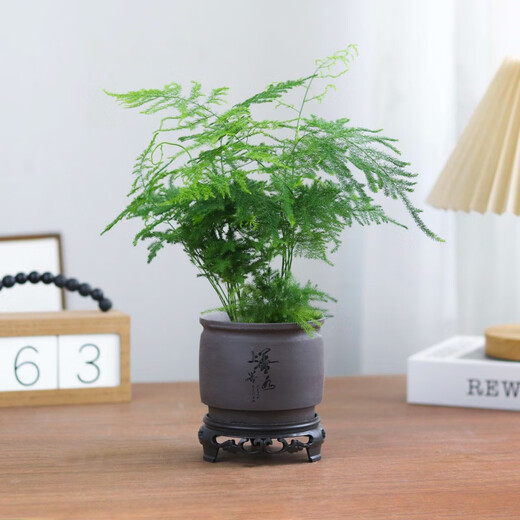 Asparagus potted indoor living room plants flowers office green plants desktop air purification creative small bonsai original pot selected small asparagus 15-22cm high 1 pot + seedling tray