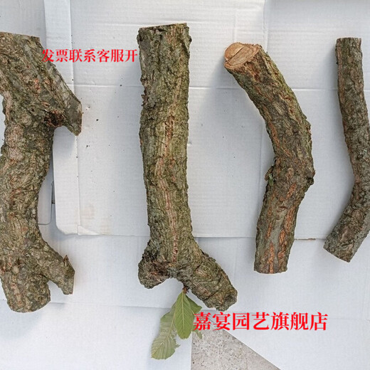 Champagne trunk underwater forest ornaments decoration pure natural water and land tank rainforest tank landscaping climbing pet turtle sun terrace 4-6 cm in diameter and 20 cm long