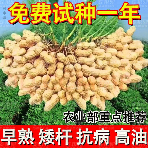 Peanut Seeds Academy of Agricultural Sciences Shelled Huayu No. 25 peanut seeds new variety self-seeding Thin-shell peanut seeds can be saved 100% original peanuts 3Jin Jin equals 0.5 kg 1500g