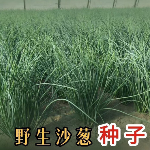 Original cold-resistant and drought-resistant wild onion seeds, wild onion seeds, Inner Mongolia balcony four-season onion seeds, wild onion seeds, new seeds this year, 5 packs of about 5,000 seeds
