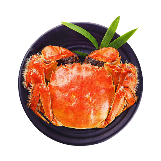 Live Crabs Crab San Clipper Village Hairy Crab Male 5.5-5.8 Two Females 4.5-4.8 Two 4 Pairs 8 Fresh Crabs in Stock Fresh Gift Box Directly from the Source