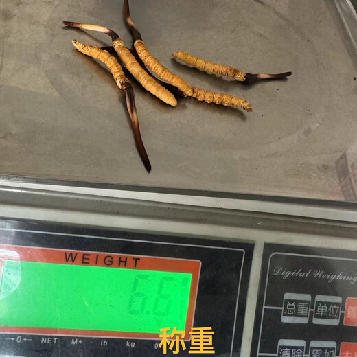 Naqu Zhifa 2025 Tibet Naqu High Altitude Authentic Wild First Fresh Cordyceps sinensis One-to-One Pay Ten Naqu Wild Grass 1.5g/root-10 root
