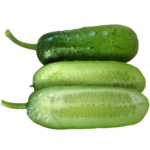 Mini fruit cucumber seeds, heat-resistant and high-yield, spring and summer small cucumber seeds, four-season balcony potted vegetable seeds, 10 large cucumber seedlings
