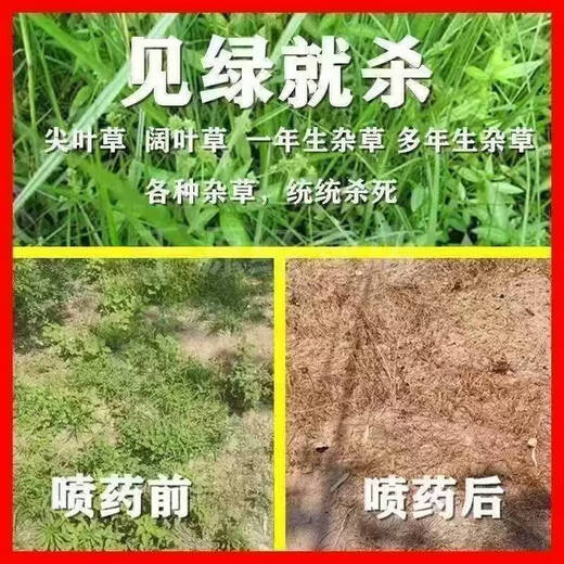 Precise glufosinate ammonium salt herbicide, root rot powder, weed removal, water peanut, cow tendon, herbicide, glyphosate, genuine refined glufosinate ammonium, 1 large barrel, 5000g