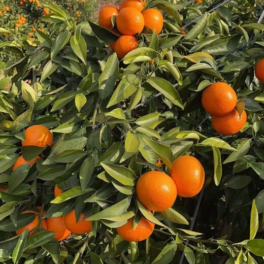 Authentic Wogan seedless fruit saplings, Wuming Wogan seeds, Wogan seeds, can be planted in the north and south, Wogan seeds, two packs of about 20 pieces