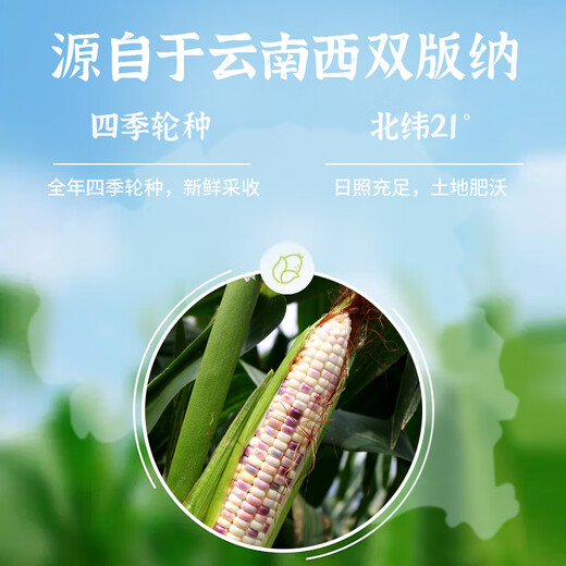 Longping Nuo Zhuangyuan small corn 1 stick Banna sticky corn on the stick single fruit 120g + direct delivery from Zhengzhou