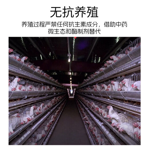 Zhongrun Yangtze Antibiotic-Free Chicken Breast 2Jin Jin is equal to 0.5kg Frozen Fresh Chicken Breast Antibiotic-free Certified Fitness Light Meal Replacement Chicken