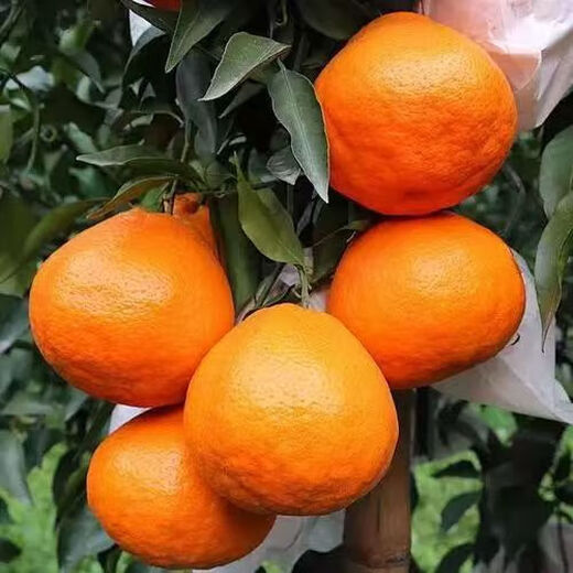 Authentic Sichuan Chunjian tangerine seeds, fruit tree dada tangerines, southern ugly tangerine seeds, planted in the north and south, tangerine seeds, three packs of about 30 pieces