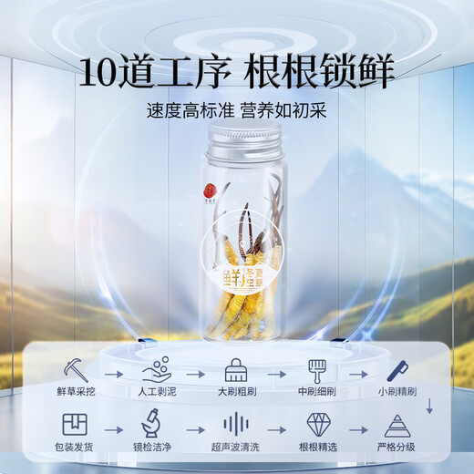 同仁堂品牌 新鲜虫草0.4-0.6克/条100条装冬虫夏草 青海源头直发包邮