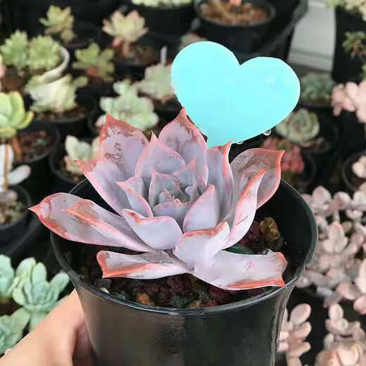 插地牌园艺多肉标签牌兰花花卉盆栽园艺插地牌植物标签防水加厚插 心形加厚绿色 100支+1支书写笔