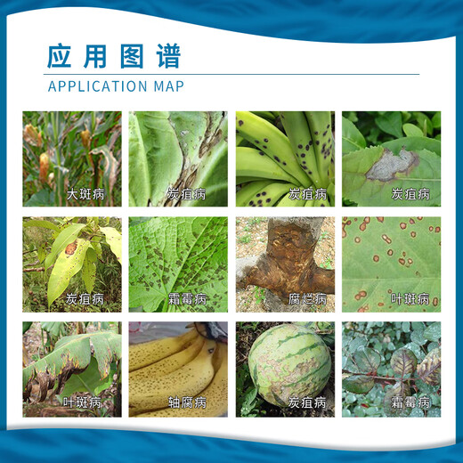 BASF Germany BASF Kairun pyraclostrobin rose downy mildew cucumber powdery mildew watermelon anthrax pesticide fungicide 8ml