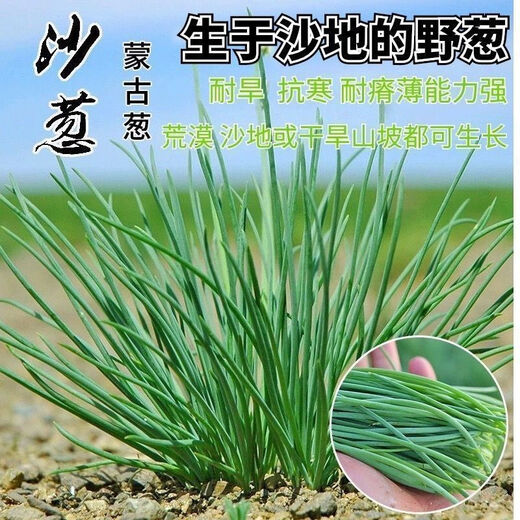 Original cold-resistant and drought-resistant wild onion seeds, wild onion seeds, Inner Mongolia balcony four-season onion seeds, wild onion seeds, new seeds this year, 5 packs of about 5,000 seeds