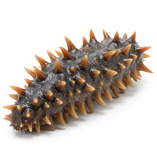 One Jin of ready-to-eat sea cucumbers from Shangyue Bay is equal to 0.5 kg. One bag of sea cucumbers with a net weight of 500g of Liao sea cucumber and Dalian sea cucumber. 1 Jin of Jin is equal to 0.5 kg. 13-15 heads/Jin of Jin is equal to 0.5 kg.