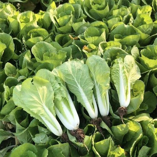 Four-season Shanghai green seeds, small green cabbage, chicken feathers, fast-growing cabbage, rapeseed, heat-, humidity- and cold-resistant, field use, original four-season fast-growing cabbage, about 3600 capsules, 3 packs
