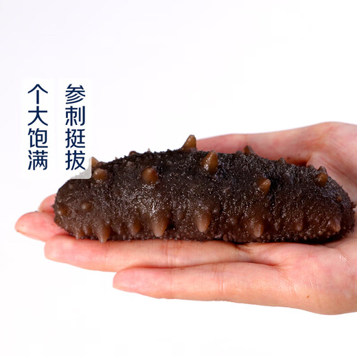 Xinglonggang ready-to-eat sea cucumber (pack of 5-8 pieces) 500g