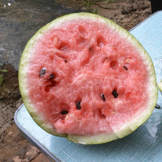 Zhongke Maohua Vegetable and Fruit Seeds Rock Sugar Kirin Watermelon Seeds Early Mature Xinjiang 8424 Super Sweet Pink Flesh Melts in the Mouth Rock Sugar Kirin 5g/bag (about 90 pieces) Small area