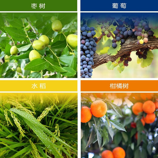 Qibao 20% gibberellic acid 920 plant growth regulating gibberellin grape germination pesticide elongation agent 1g*100 bags