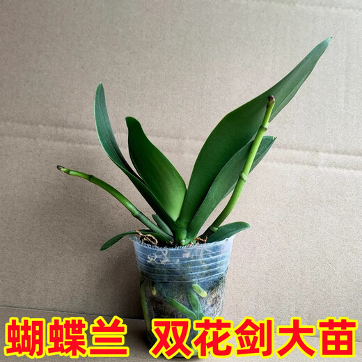 Double Foil Phalaenopsis Potted Orchid Seedlings with Foils and Flower Buds Blooming in All Seasons Indoor Flowers are Easy to Maintain and Live 18. Red Butterfly--Double Foil Sword is shipped and is good as a potted plant