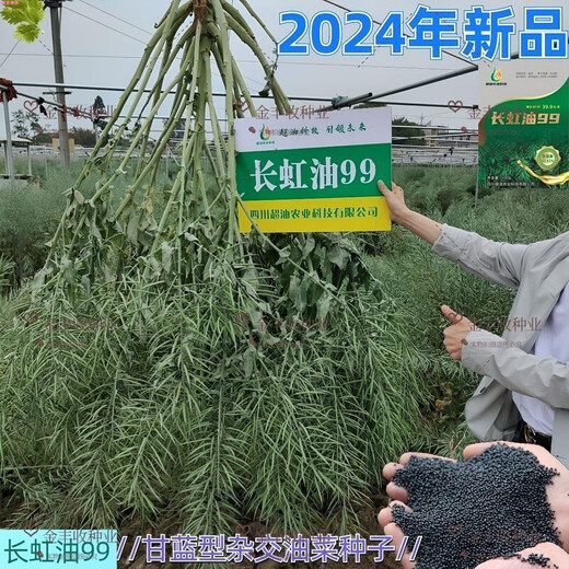 Changhong Oil 99 рапс высокоурожайный новый вид рапса с низким стеблем оригинальный аутентичный черный гибрид рапса раннеспелый сорт Changhong Oil 99 содержание масла 52,63%_Changhong Oil 99