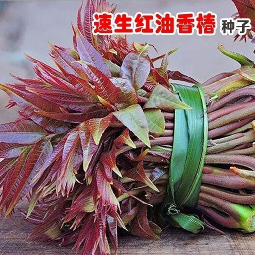 Red oil toon seeds have good taste and strong fragrance wholesale bulk four-season fast-growing toon sapling seeds easy to grow live vegetables 2000 toon seeds + 1 pack of random seeds from the Song Dynasty
