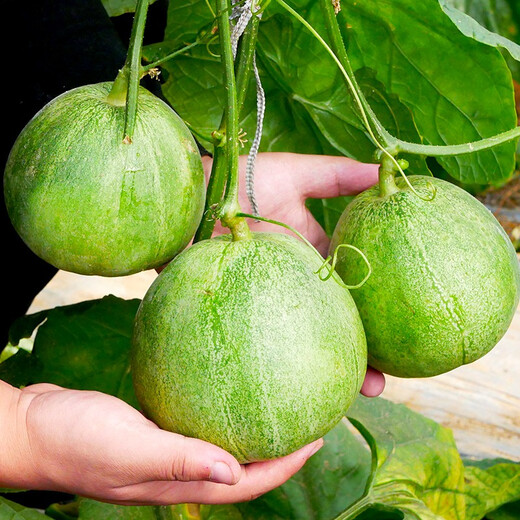 Shouhe Green Skin Melon Seeds Large Whole Melon Shouhe Emerald Melon Seeds 200 capsules/bag