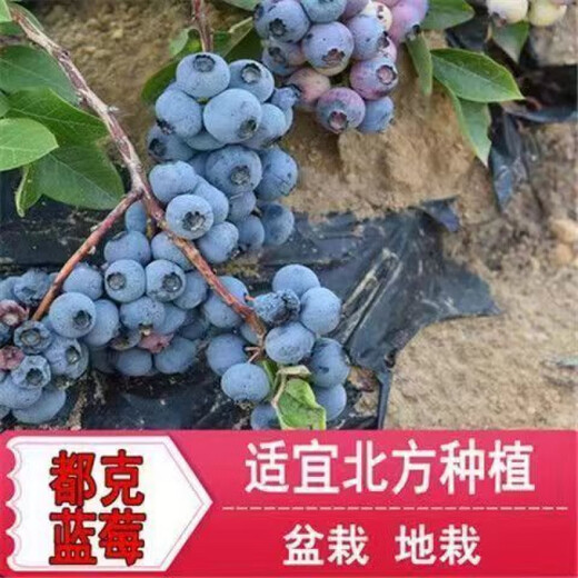 Two harvests, four-season blueberry seedlings potted for ground planting, fruit tree seedlings in the south and north, indoor potted plants, Blue Rain, high yield in two seasons, one-year seedlings, one package shipped with soil