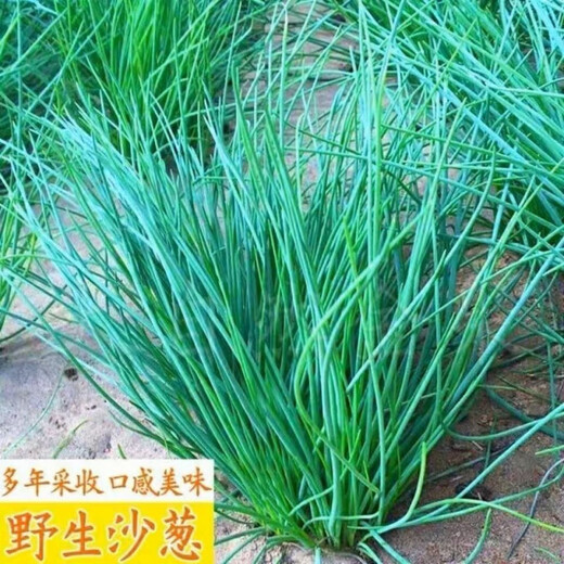 Original cold-resistant and drought-resistant wild onion seeds, wild onion seeds, Inner Mongolia balcony four-season onion seeds, wild onion seeds, new seeds this year, 5 packs of about 5,000 seeds