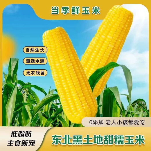2025 Northeast yellow sweet glutinous corn on the cob vacuum packaged low-fat yellow waxy big stick sweet Northeast breakfast sticky rice yellow waxy corn 2 sticks 180g/stick