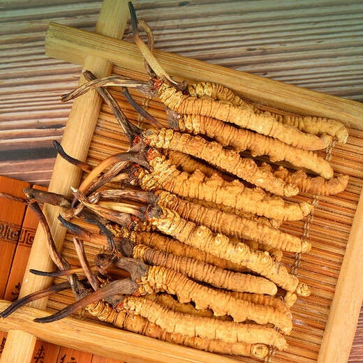 Zangyou auténtica caja de regalo de Cordyceps con tónico para la primera etapa del regalo de Cordyceps para que los ancianos y los padres lideren el regalo nutricional [Uso económico] 5 palos/G-5 gramos-25 palos [descuento especial]