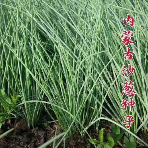 Original cold-resistant and drought-resistant wild onion seeds, wild onion seeds, Inner Mongolia balcony four-season onion seeds, wild onion seeds, new seeds this year, 5 packs of about 5,000 seeds