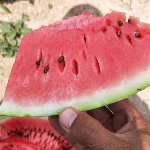 Thin-skinned rock sugar watermelon seed larvae Xinjiang Tianshan Zaojia 8424 watermelon seeds early maturing large fruit super sweet Qi anti-crack Zaojia 84-24 original 50g