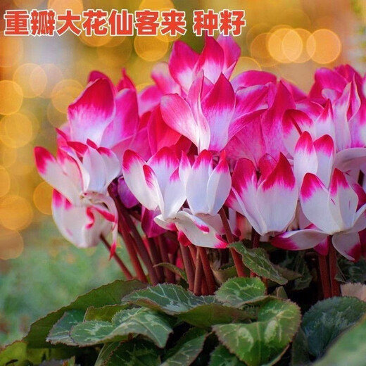 Double cyclamen seeds cyclamen mixed seeds New Year's Eve flower balcony garden potted four-season flowering plants Cyclamen 15 colors mixed GYJ869 new seeds 1 pack about 110 seeds germination rate