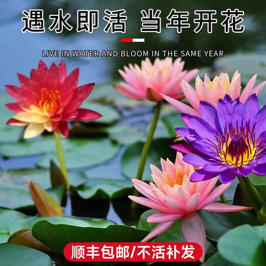 Water lily hydroponic plants bloom in all seasons, fish tanks, ponds, lotus pots, water-based root blocks, 5 large quality water lilies (mixed colors with buds)